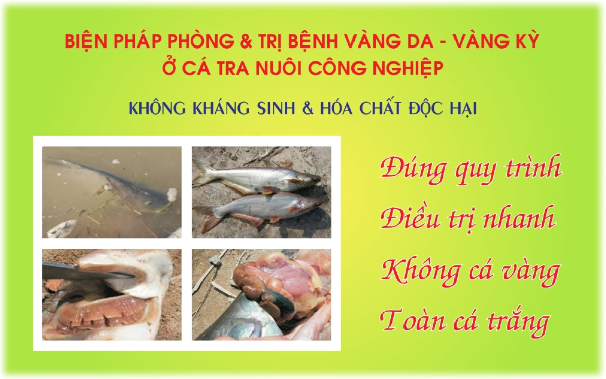 C&aacute; bệnh v&agrave;ng da - v&agrave;ng kỳ